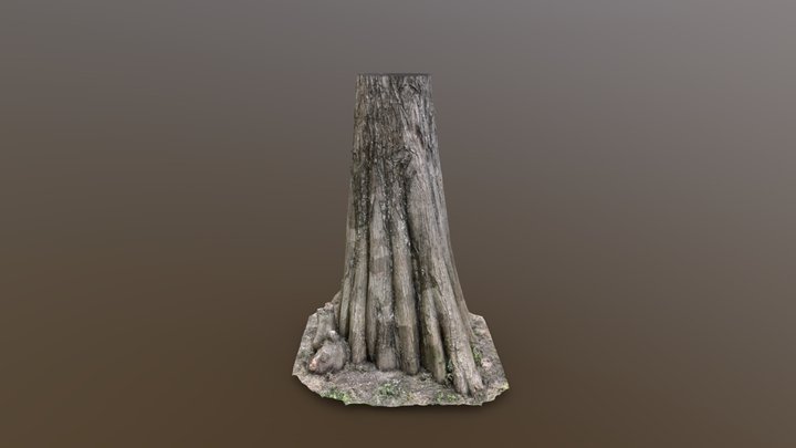 Old Bald Cypress