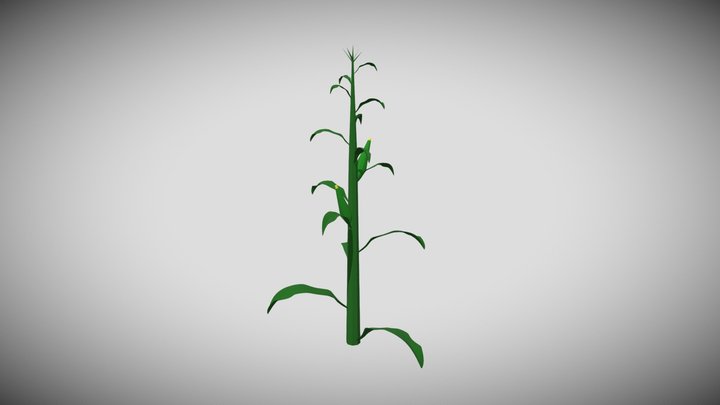 Maiz Low Poly 3D Model