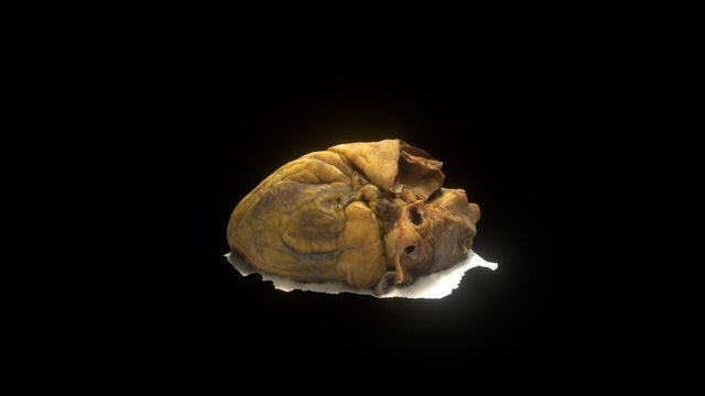 Large Heart 3D Model