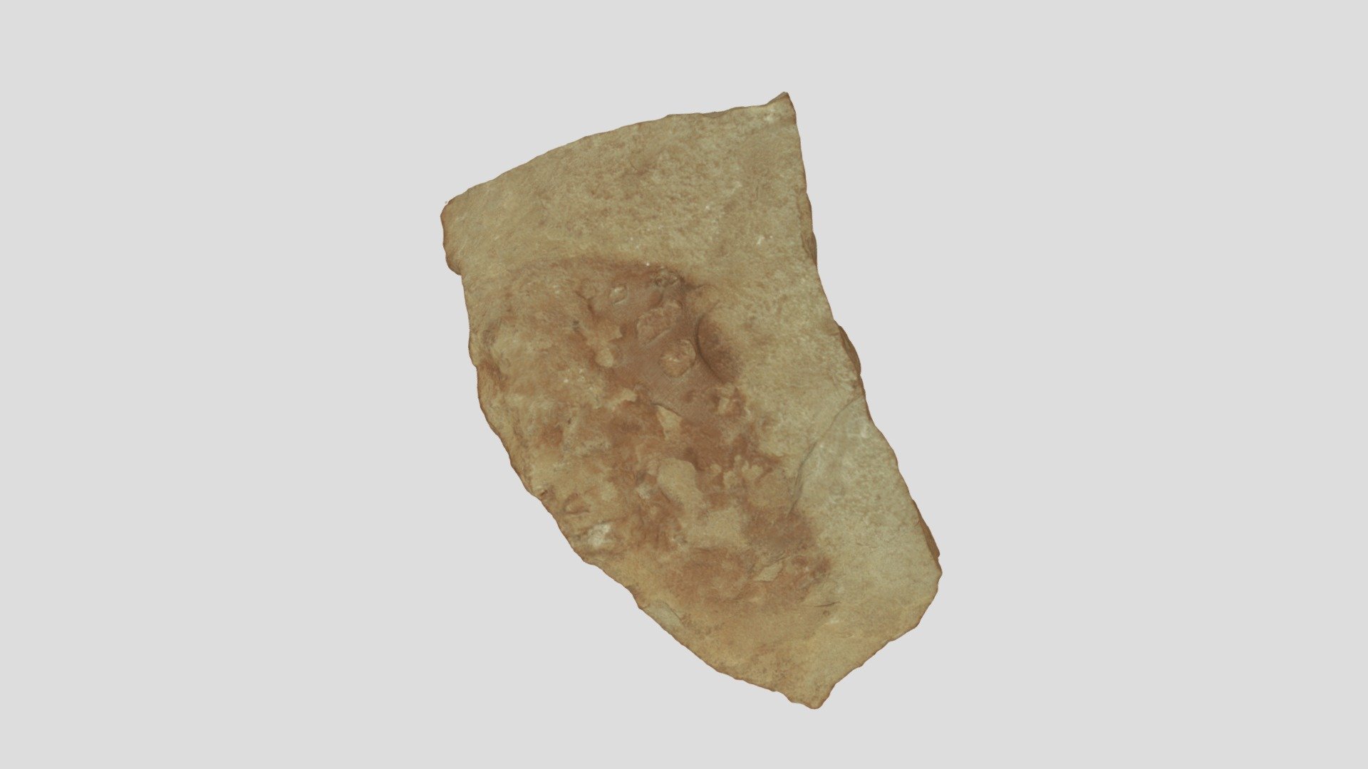Hydnoceras sp.
