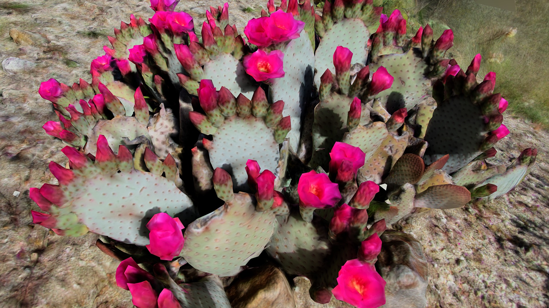 3D model Beavertail Cactus - This is a 3D model of the Beavertail Cactus. The 3D model is about a group of flowers.
