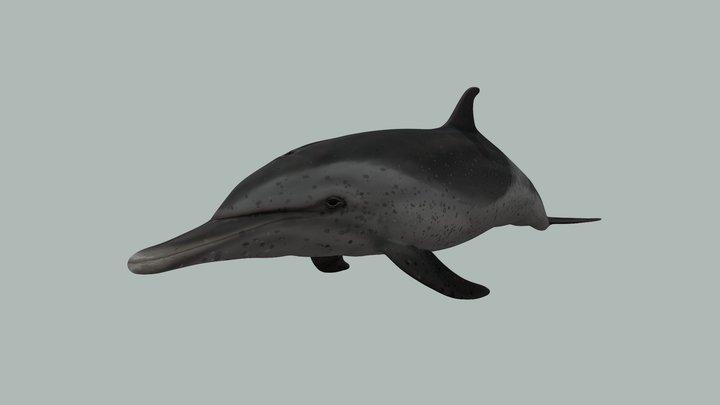 Pantropical spotted dolphin – Free 3D Model STL