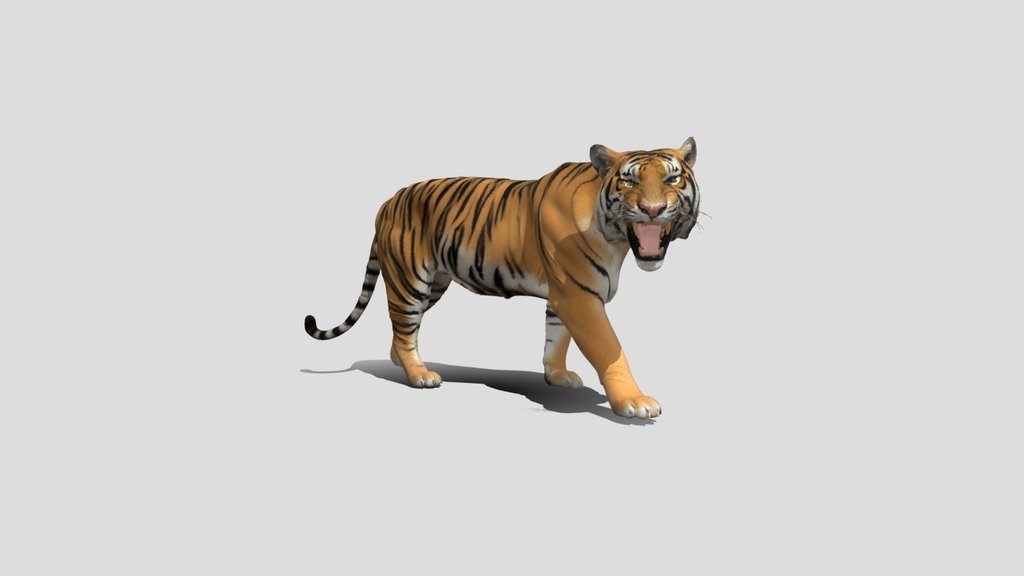 Tiger in Motion