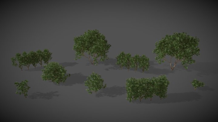 LS16 Prunus Laurocerasus (Cherry Laurel) 3D Model
