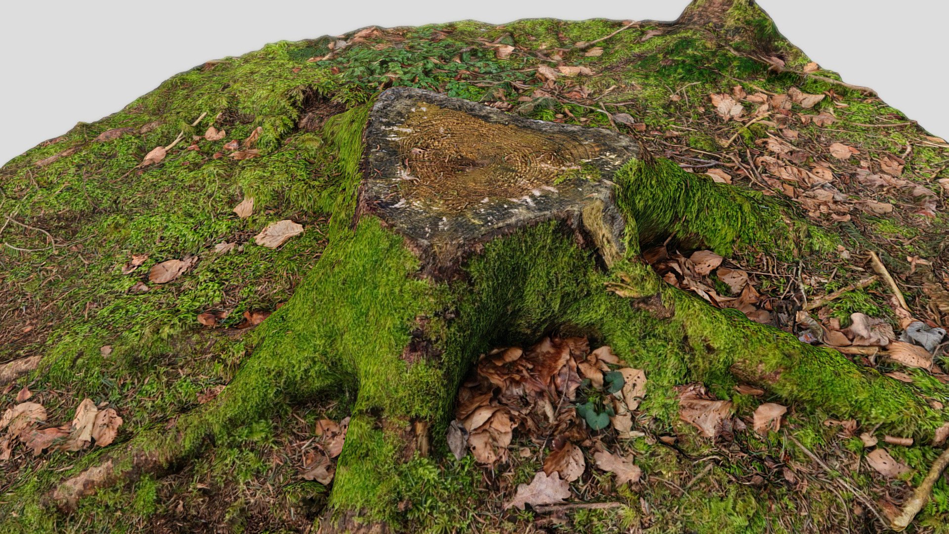 Tree stump scan 8k 034 - Buy Royalty Free 3D model by immerge [94c32ee ...