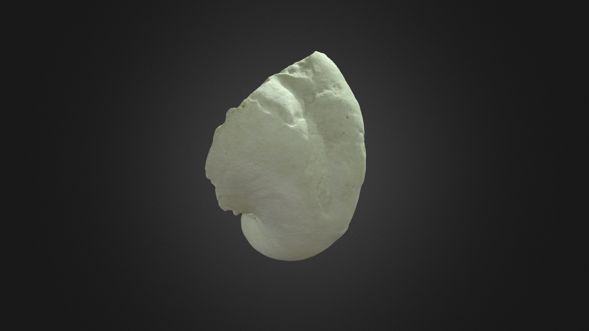 3D model Rhynchostreaon columba YPM - This is a 3D model of the Rhynchostreaon columba YPM. The 3D model is about a white moon in the sky.