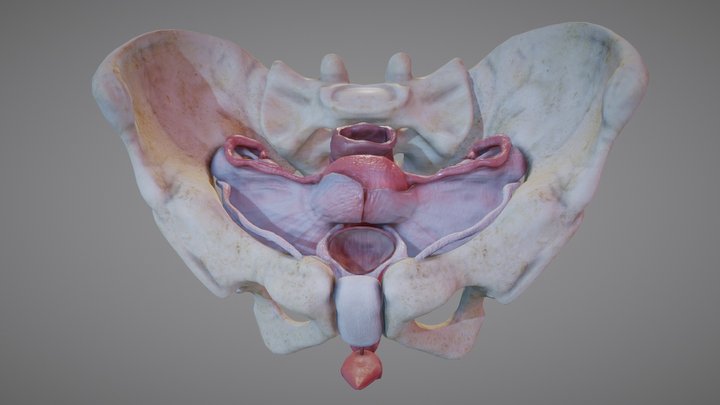 adult female reproductive system 3D Model