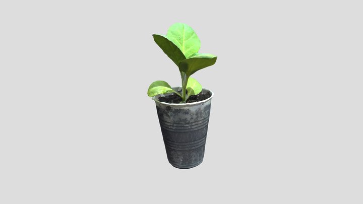 Nicotiana rustica seedling 3D Model