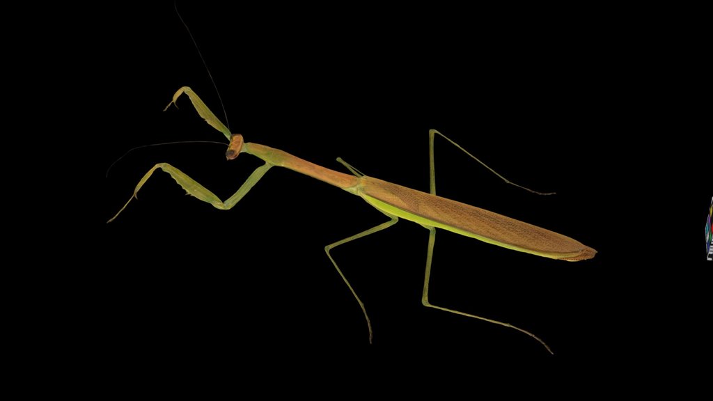CC0 チョウセンカマキリ ♂ Korean Mantis, T. angustipennis