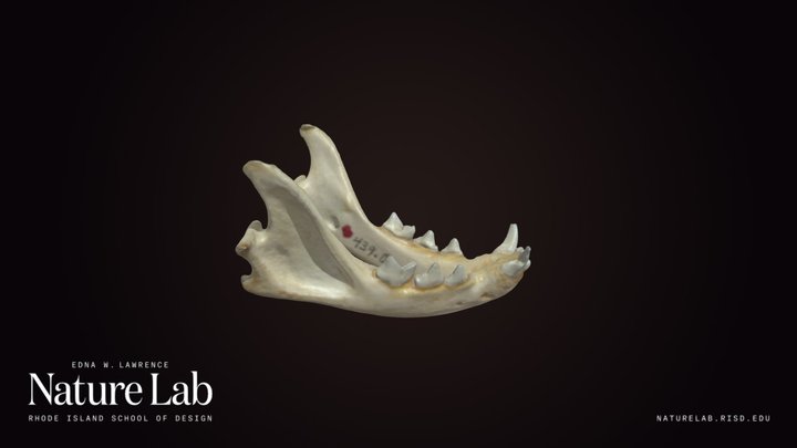 Domestic Cat Jaw – Modelo 3D gratuito STL