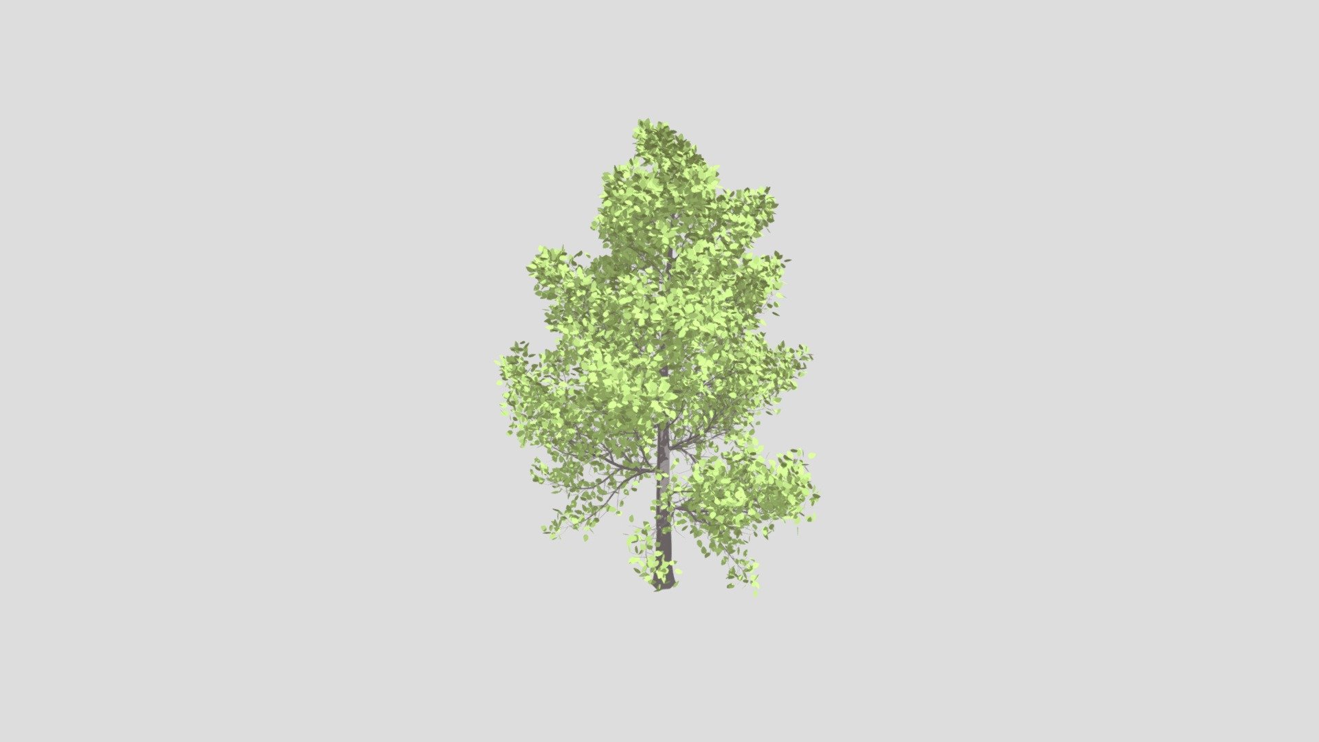 Sassafras
