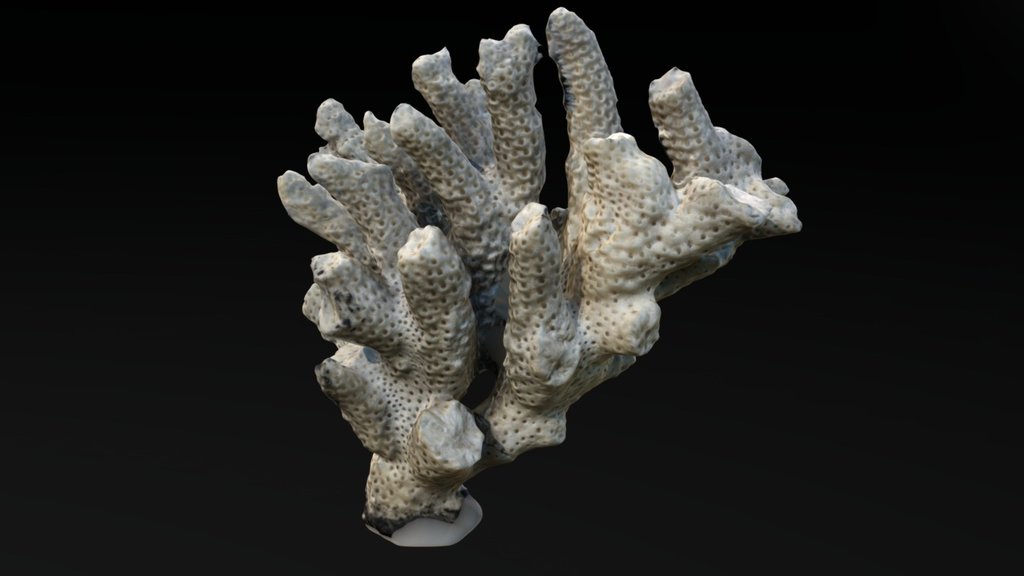Acropora sp. skeleton