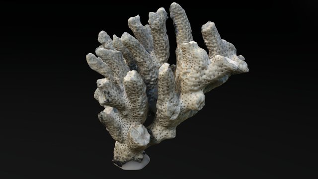 Acropora sp. skeleton 3D Model