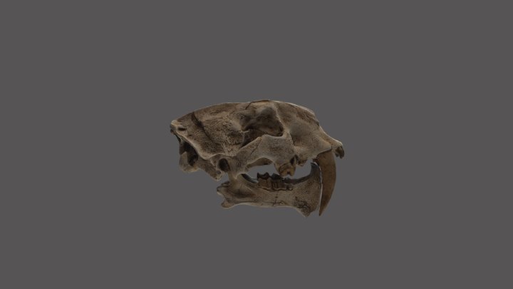 Dientes de sable (Homotherium sp) 3D Model