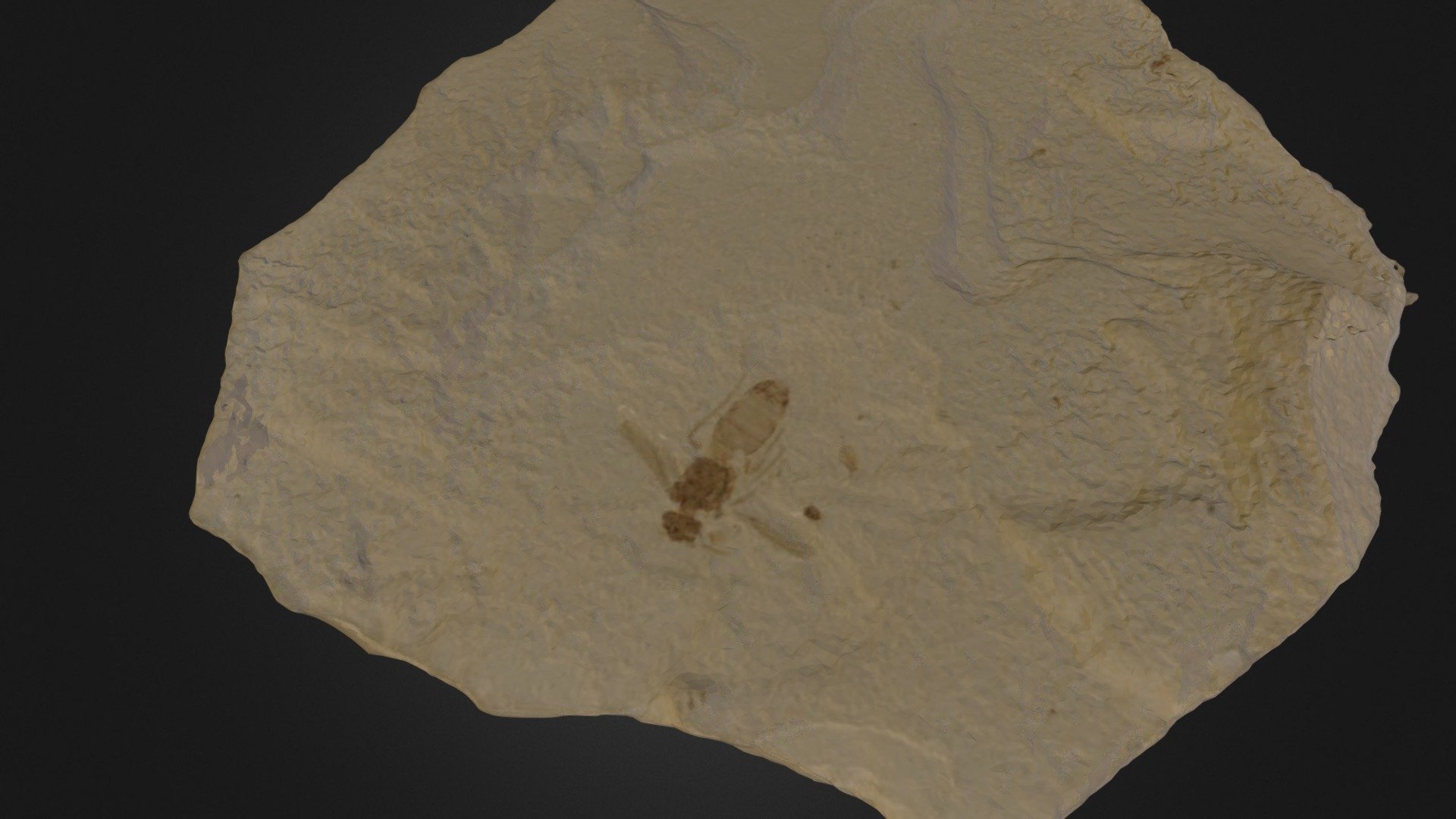 WASP FOSSIL