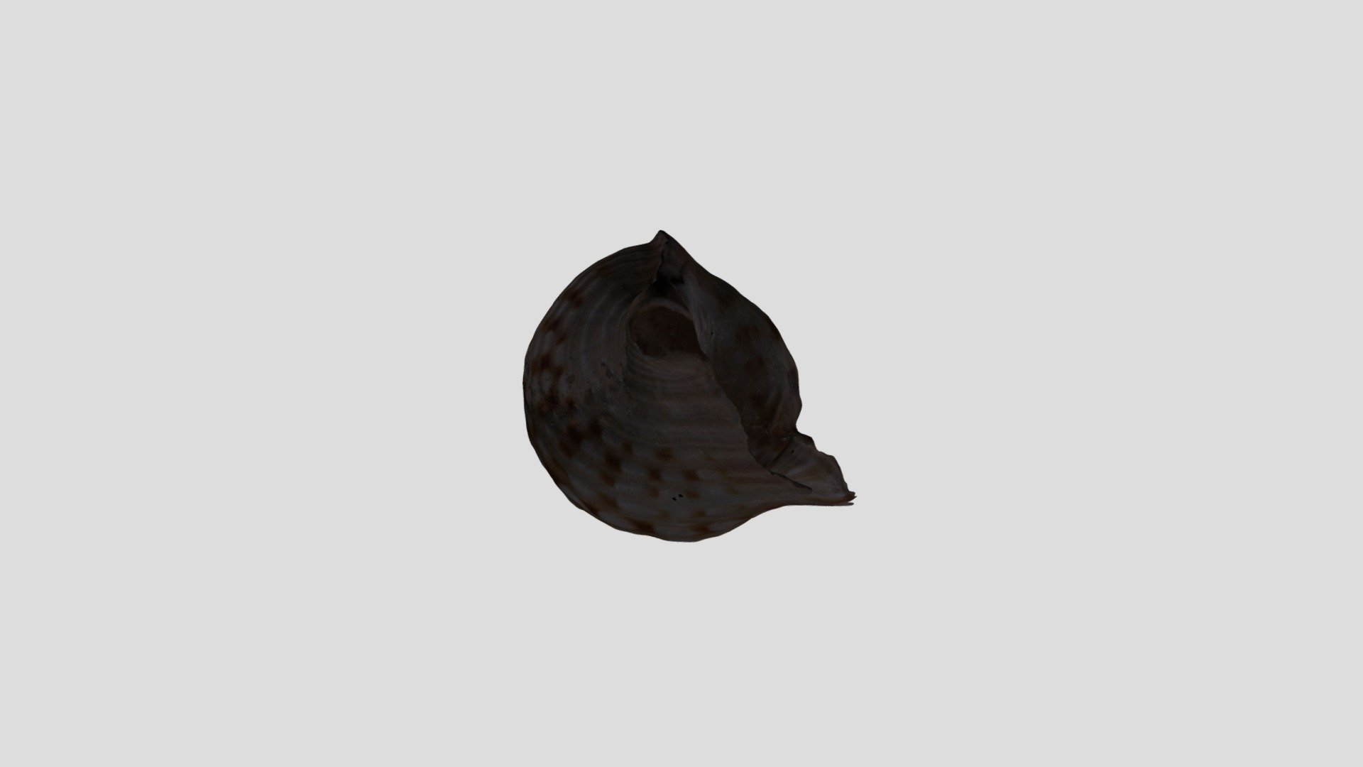 MESHROOM_SEASHELL_PROCESSED