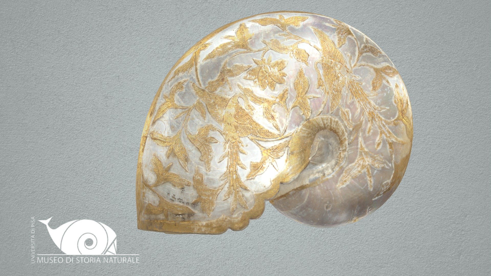 Gold decorated Nautilus shell - 3D model by Natural History Museum ...