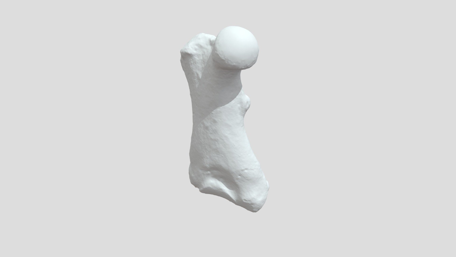 Sea Lion Femur (OCPC 524)