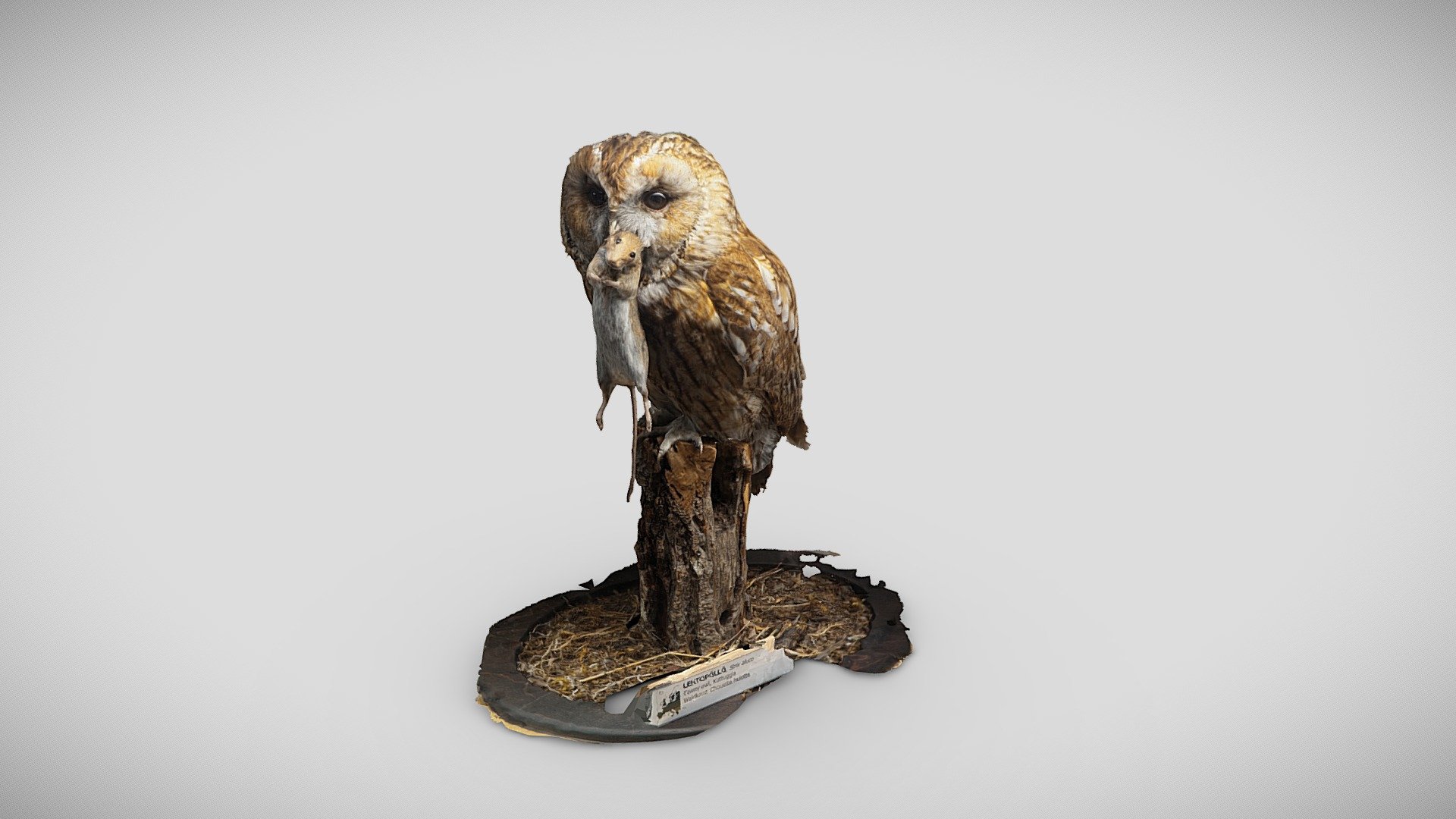 Lehtopöllö (Strix aluco)