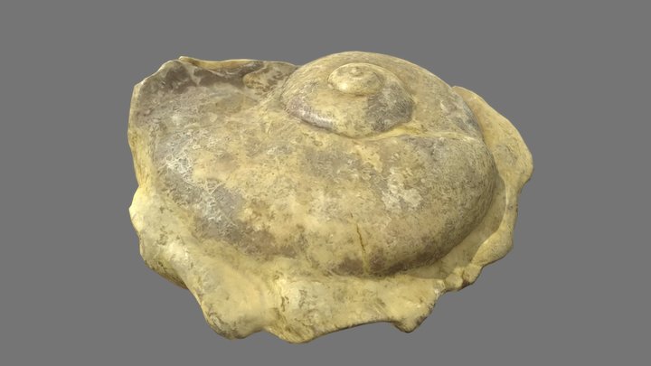 Fossil - Planorbis Gastrod Shell - 4K PBR 3D Model