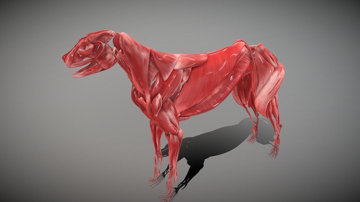 Dog Muscles 3D Model