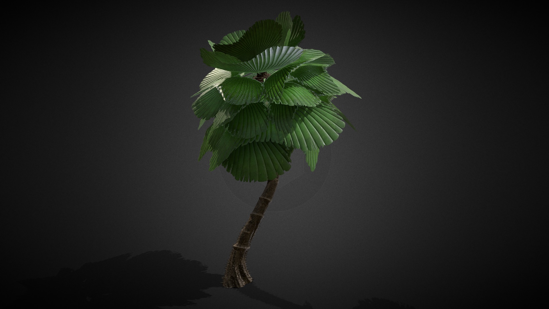 3D model Tree Palm Alien 001e - This is a 3D model of the Tree Palm Alien 001e. The 3D model is about a green leafy plant.