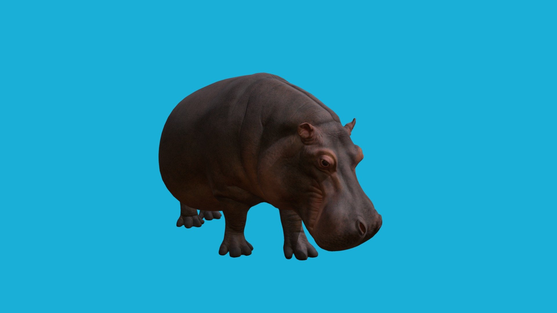 Hippo - Download Free 3D model by kenchoo [94f82f8] - Sketchfab