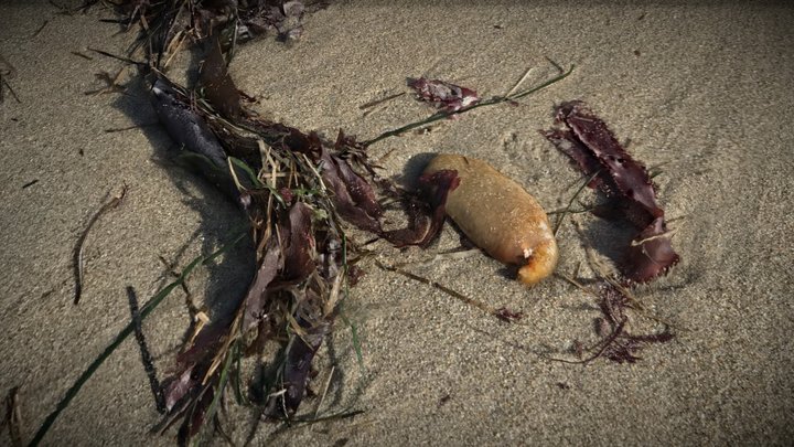 Sea Pork (Square Scan Challenge) – Modèle 3D gratuit STL