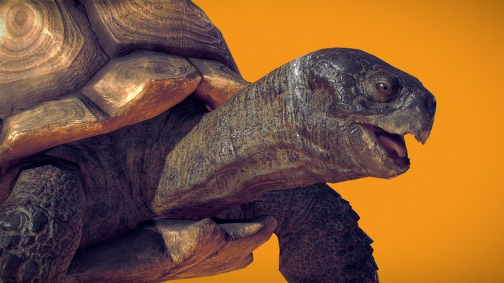 Tortoise Sulcata 01 3D Model