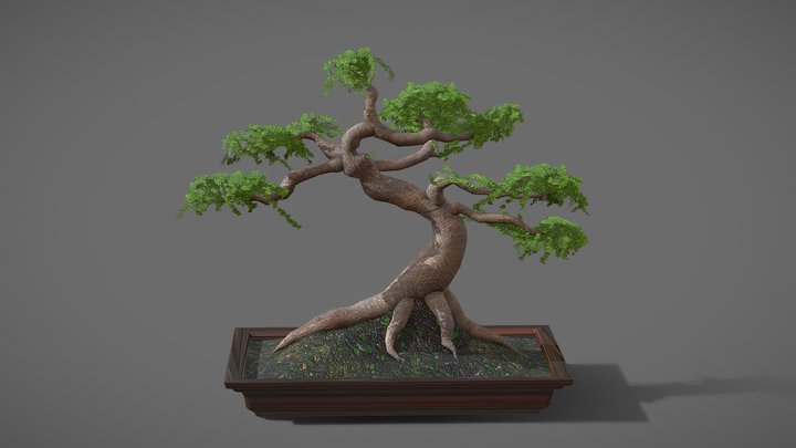 Bonsai 3D models - Sketchfab