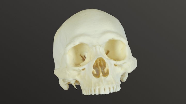 Skull Cranium 3D Model