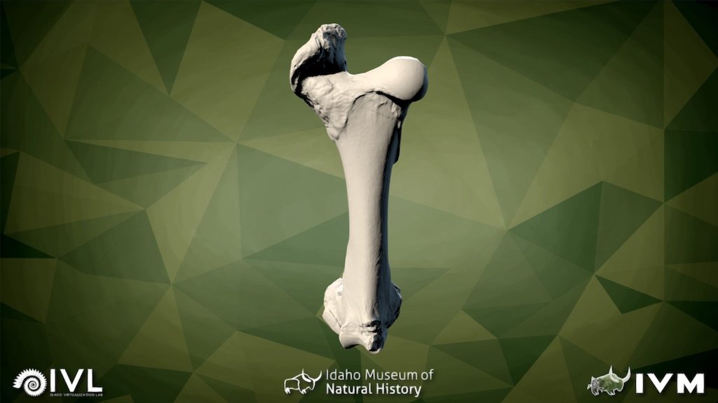 IMNH 47001 2316-Right Femur