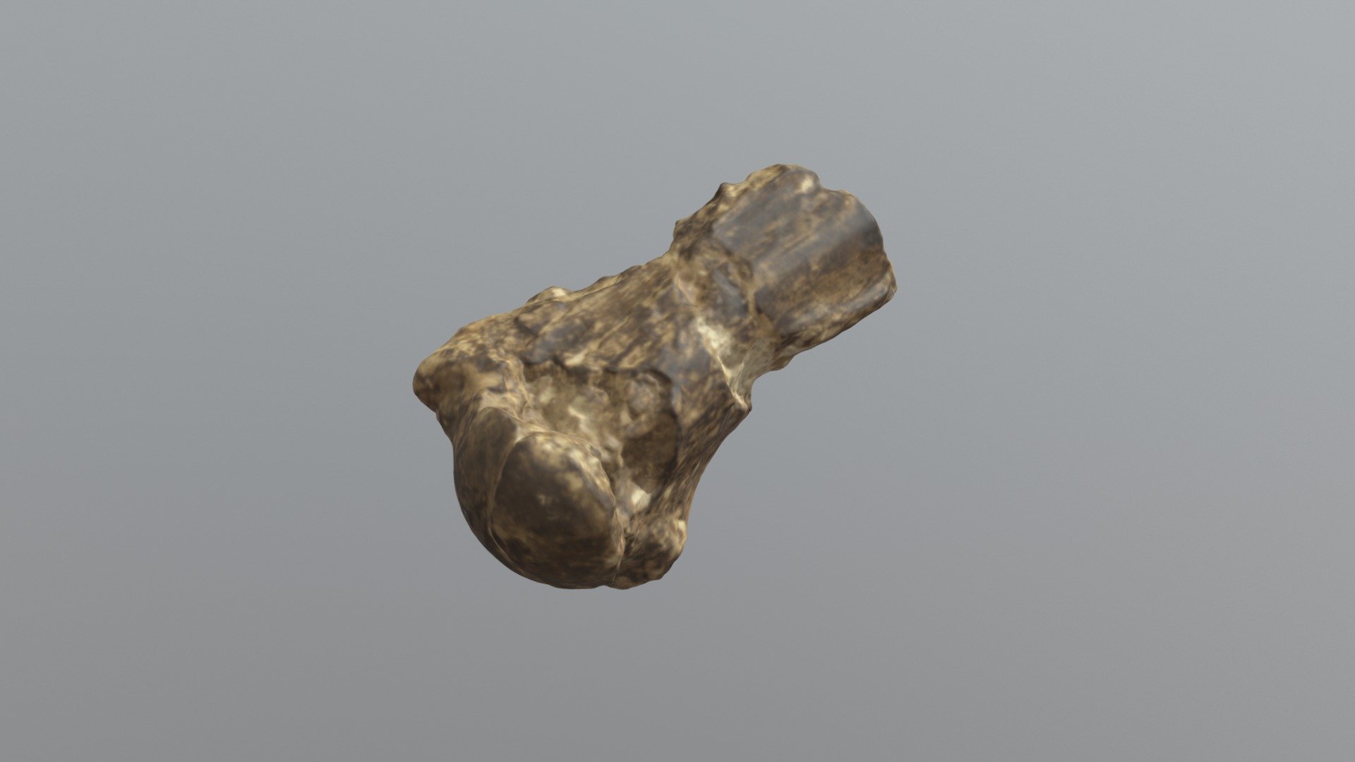 USNM PAL 611921 Giant Ground Sloth Humerus
