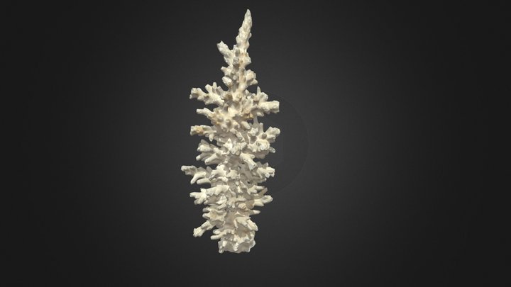 Coral 3 - Birch Aquarium 3D Model
