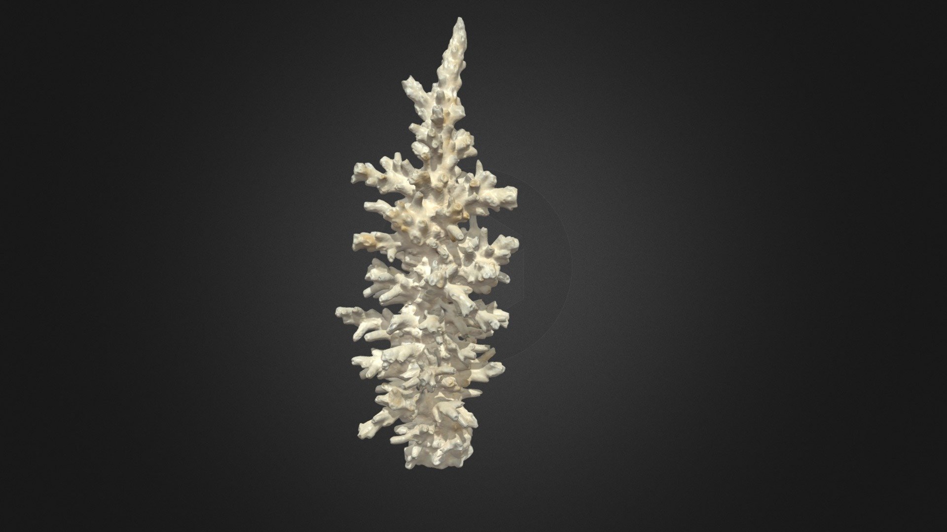 Coral 3 - Birch Aquarium