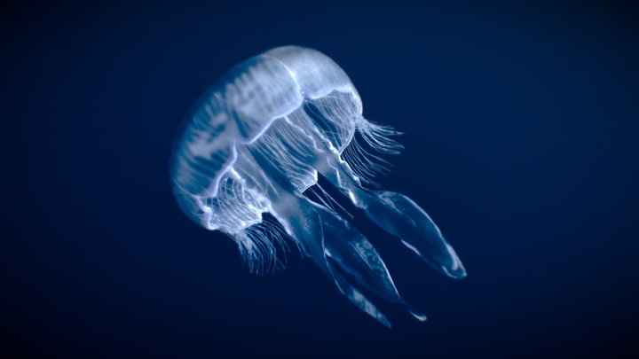 Moon Jellyfish 3D Model