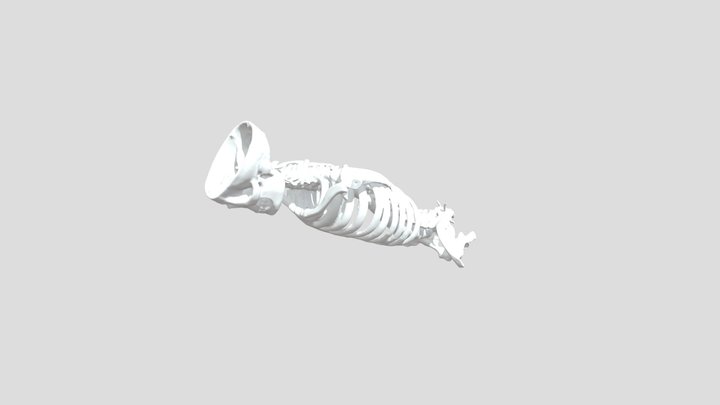 skeleton by 3DMakerPro Whale 3D Model