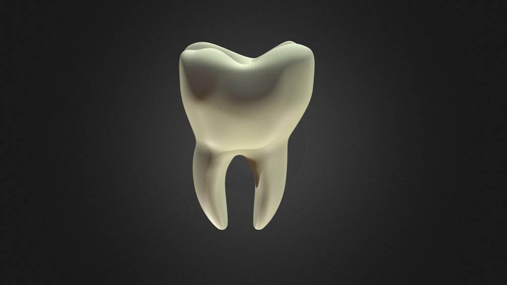 Molar Tooth - 3D model by Aaronv0811 (@tacosalad46) [950c3ce] - Sketchfab