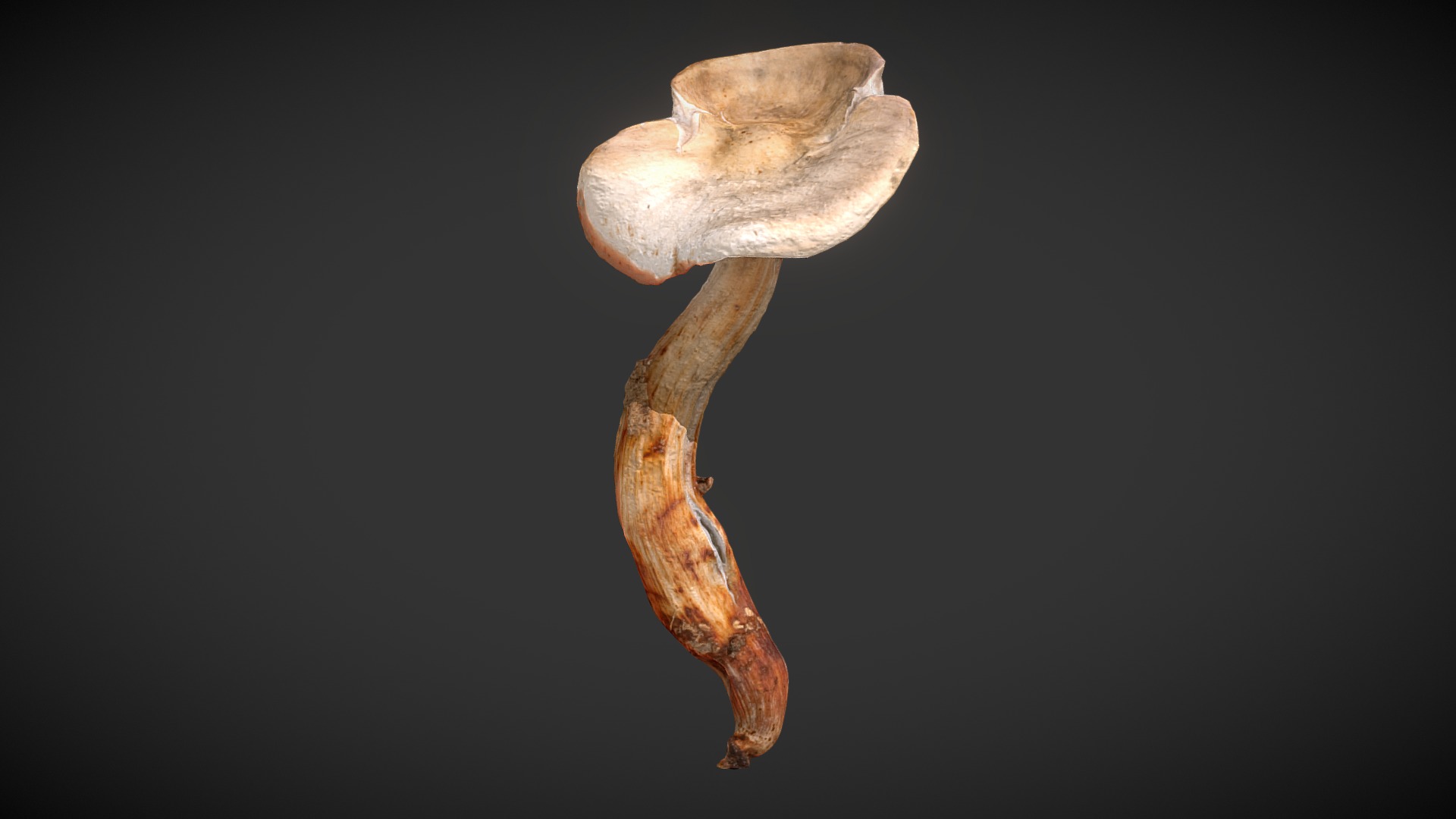 3D model Mushroom 01 - This is a 3D model of the Mushroom 01. The 3D model is about a close-up of a mushroom.