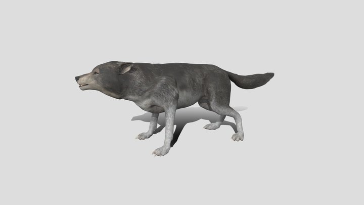 Gray Wolf from COTW game 3D Model