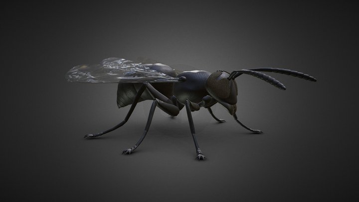 Wasp Micrography VR 3D Model