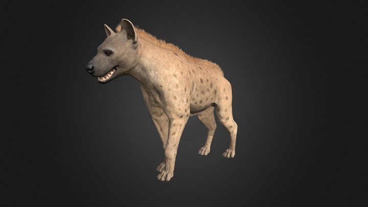 Hyena 3D Model