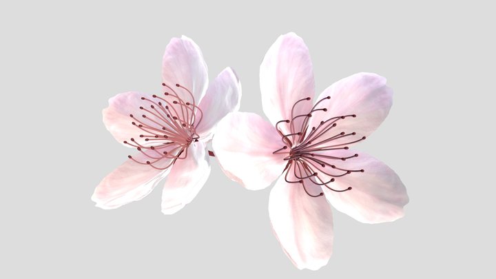 Fleur De Cerisier 3D Model