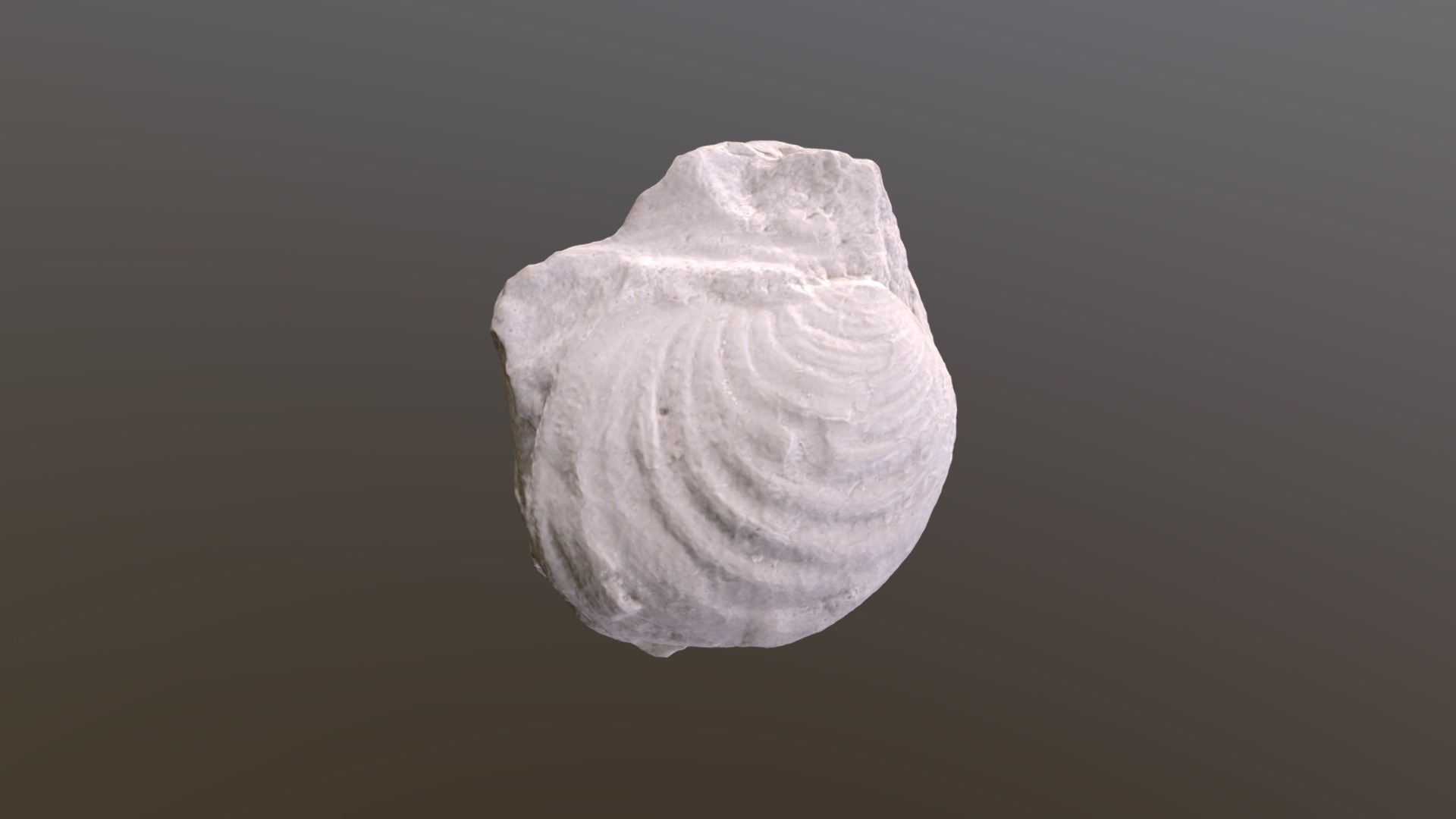 3D model Inoceramus whitneyi (replica) - This is a 3D model of the Inoceramus whitneyi (replica). The 3D model is about a white rock with a dark background.