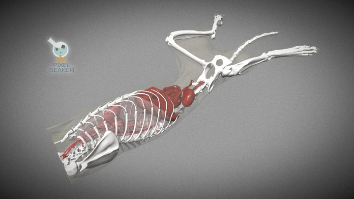 3D Feline Anatomy: Renal Mass 3D Model