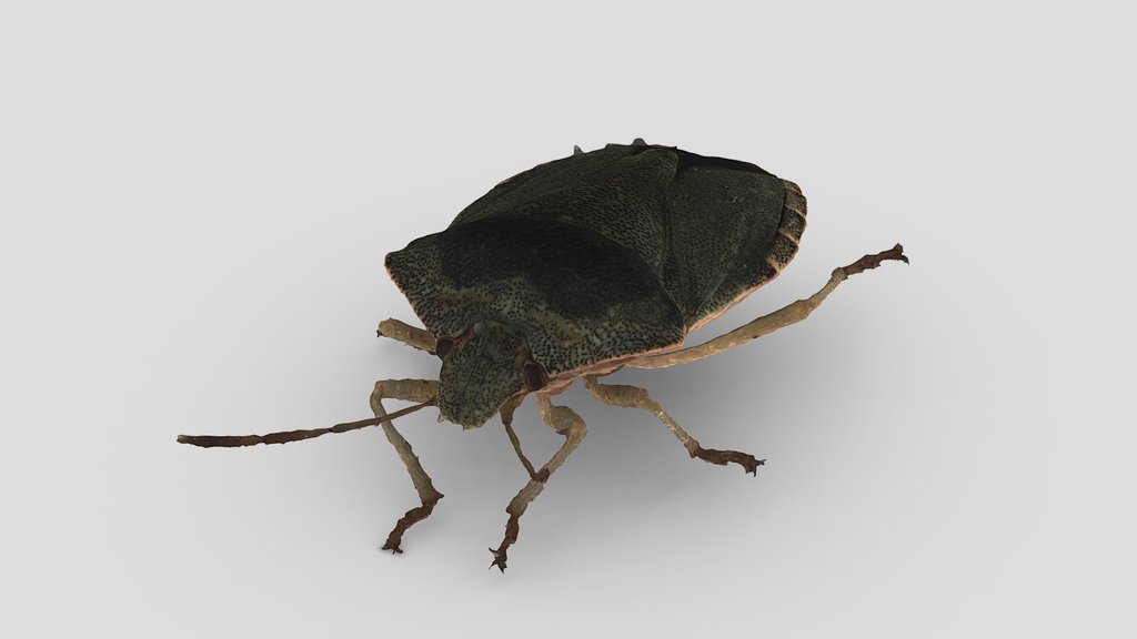 scAnt collection - A 3D model collection by EvoBiomech - Sketchfab
