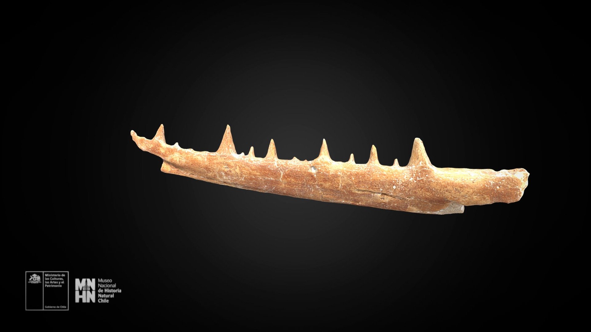 Pelagornis chilensis. Rama mandibular derecha