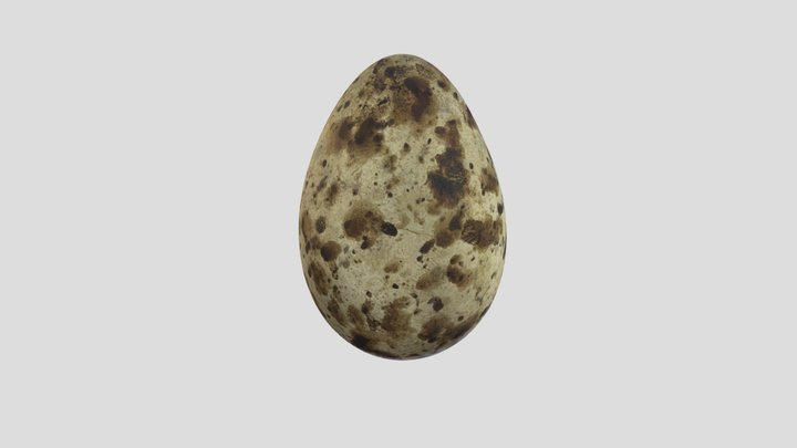 Sooty Tern - Egg 3D Model
