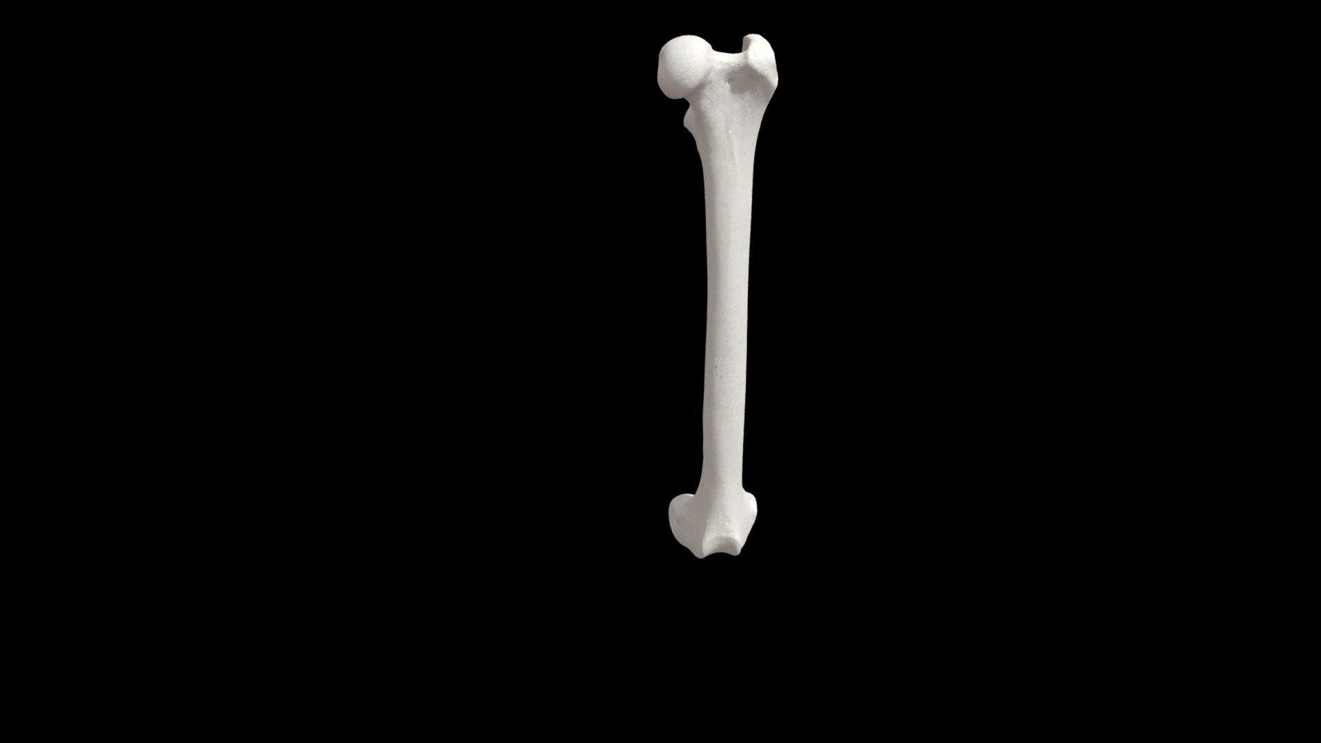 femur-os-femoris-cat - 3D model by andres.sepulvedav [952a530] - Sketchfab