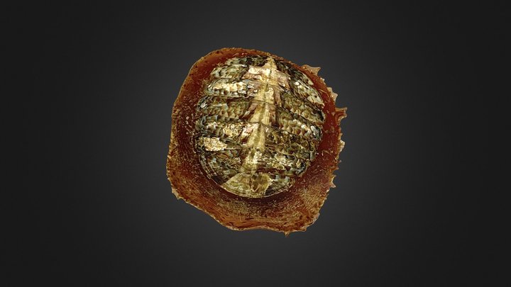 Placiphorella velata 3D Model